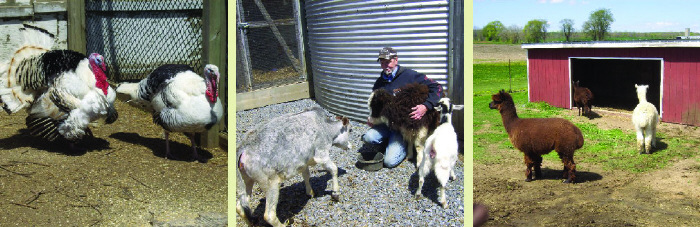 Oley Turnpike Dairy Zoo